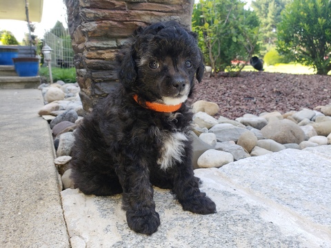 Medium Photo #1 Poodle (Miniature) Puppy For Sale in NORRISTOWN, PA, USA