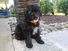 Small Photo #1 Poodle (Miniature) Puppy For Sale in NORRISTOWN, PA, USA