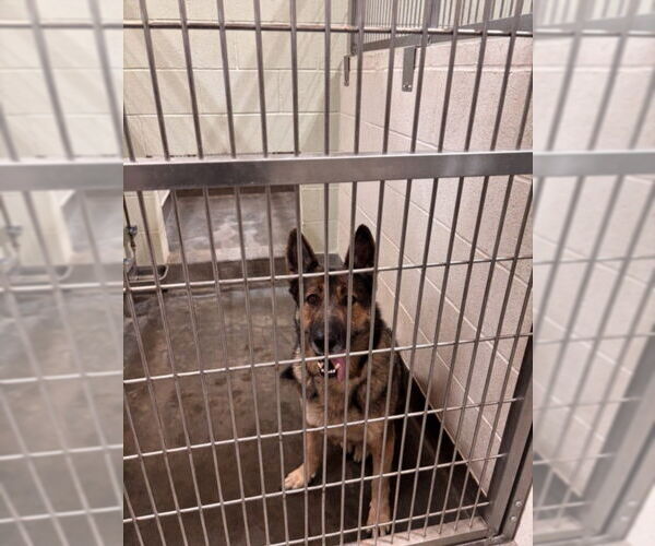 Medium Photo #1 German Shepherd Dog Puppy For Sale in Upland, CA, USA