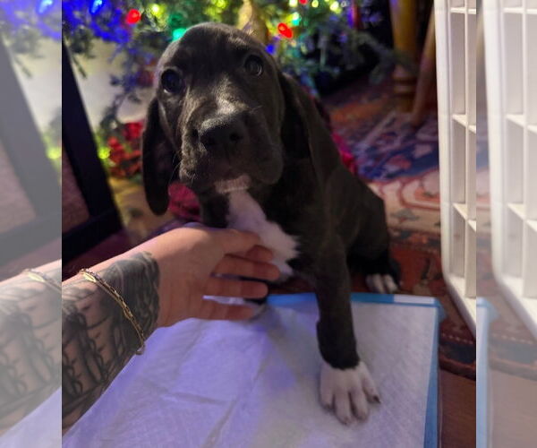 Medium Photo #3 Bloodhound-Unknown Mix Puppy For Sale in Chester, VA, USA