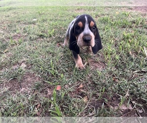 Bluetick Coonhound Puppy for Sale in SPERRY, Oklahoma USA