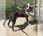 Small Photo #2 American Pit Bull Terrier Puppy For Sale in Virginia Beach, VA, USA
