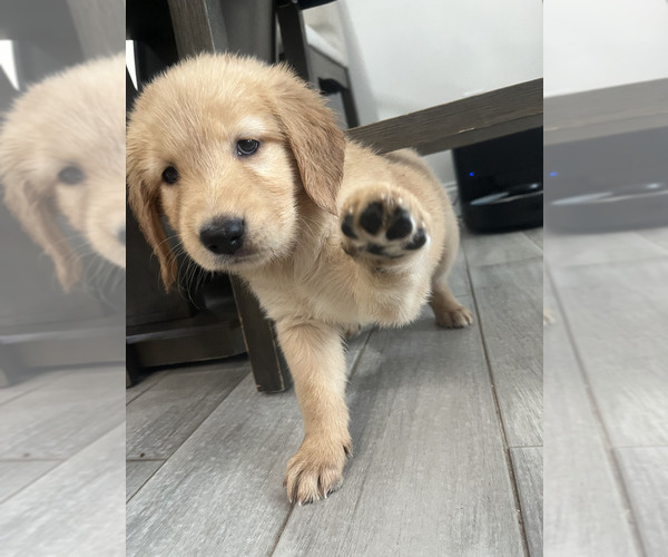 Medium Photo #1 Golden Retriever Puppy For Sale in ORLANDO, FL, USA