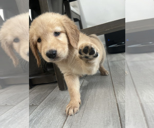Medium Golden Retriever