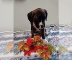 Small Photo #1 Boxer Puppy For Sale in PORT ROYAL, PA, USA
