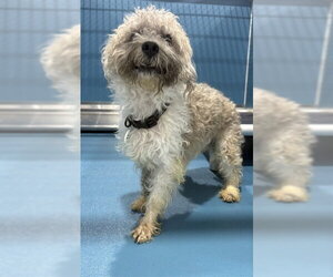 Bichon Frise Dogs for adoption in Forestville, MD, USA