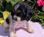 Small Photo #41 Cocker Spaniel Puppy For Sale in GOSHEN, IN, USA