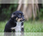 Small #2 Miniature Australian Shepherd