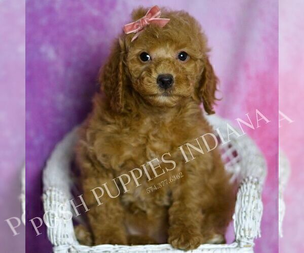 Medium Photo #24 Goldendoodle (Miniature) Puppy For Sale in WARSAW, IN, USA