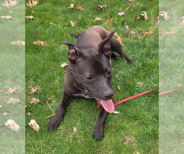 Medium Photo #26 Aussiedor Puppy For Sale in Oak Bluffs, MA, USA