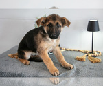 Small Photo #21 German Shepherd Dog Puppy For Sale in BREMEN, IN, USA