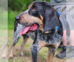 Small #1 Bluetick Coonhound