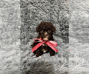 Cavapoo (Toy) Puppy for sale in JEFFERSONVILLE, IN, USA