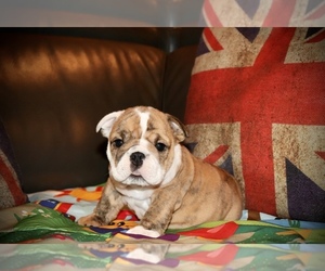 English Bulldog Puppy for sale in CHICAGO, IL, USA