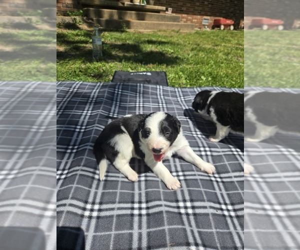 Medium Photo #13 Border Collie Puppy For Sale in LEBANON, MO, USA