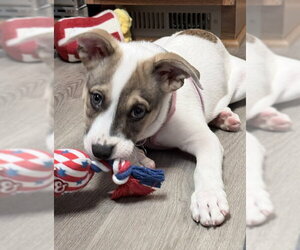 Labsky Dogs for adoption in Genesee, WI, USA