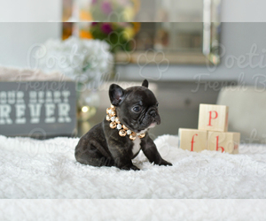 French Bulldog Puppy for sale in FORT LAUDERDALE, FL, USA