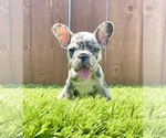 Small Photo #42 French Bulldog Puppy For Sale in SEATTLE, WA, USA