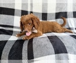 Small #3 Cavapoo (Miniature)