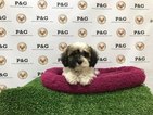 Small Photo #1 ShihPoo Puppy For Sale in TEMPLE CITY, CA, USA