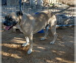 Small #5 American Staffordshire Terrier-Boxer Mix