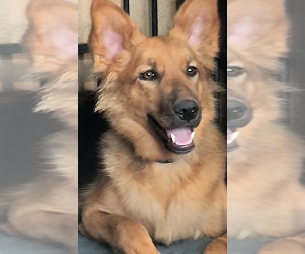 Medium Photo #5 German Shepherd Dog Puppy For Sale in Kansas City, MO, USA