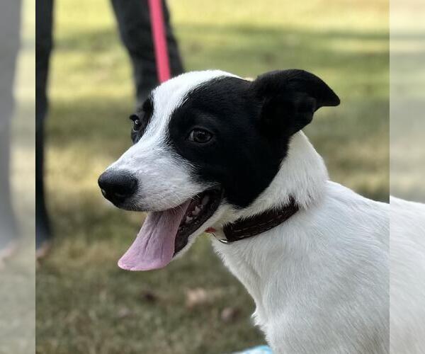 Medium Photo #5 Mutt Puppy For Sale in Yardley, PA, USA