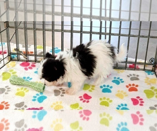 Medium Photo #8 Papitese Puppy For Sale in ORO VALLEY, AZ, USA