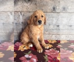 Small #11 Golden Retriever