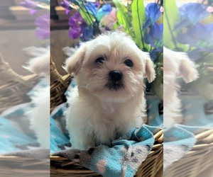 Zuchon Puppy for sale in GOBLES, MI, USA
