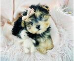Small #1 Morkie