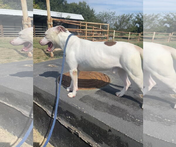 Medium Photo #2 American Pit Bull Terrier Puppy For Sale in Pryor, OK, USA
