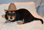 Small Photo #4 Dachshund Puppy For Sale in BENTON, AR, USA