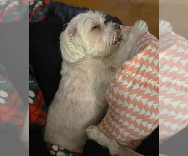 Medium Photo #9 Maltese Puppy For Sale in Boonton, NJ, USA