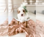 Small Goldendoodle (Miniature)