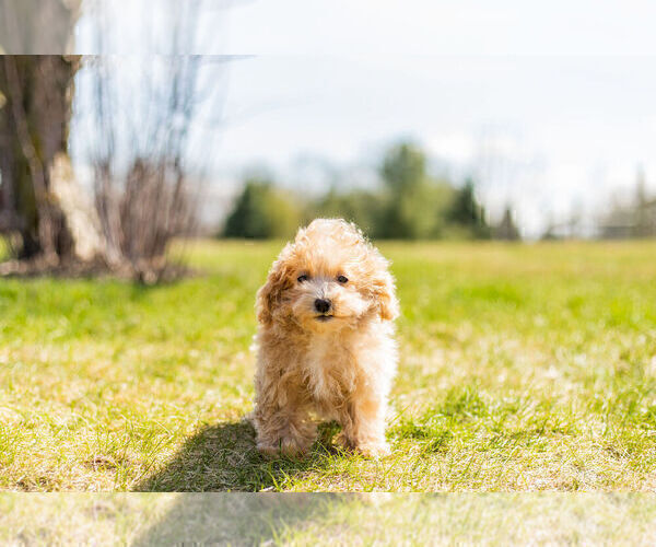 Medium Photo #2 Maltipoo Puppy For Sale in WARSAW, IN, USA