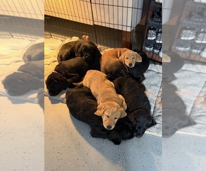 Labradoodle Puppy for sale in ESCONDIDO, CA, USA