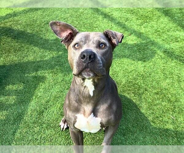 Medium Photo #1 American Pit Bull Terrier-Unknown Mix Puppy For Sale in Orange, CA, USA