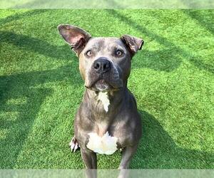 American Pit Bull Terrier-Unknown Mix Dogs for adoption in Orange, CA, USA
