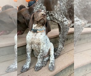 German Shorthaired Pointer Puppy for sale in LOVELAND, CO, USA