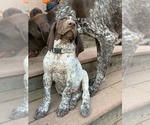 Small German Shorthaired Pointer