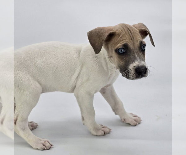 Medium Photo #3 Great Dane-Unknown Mix Puppy For Sale in Lakewood, CO, USA