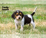 Image preview for Ad Listing. Nickname: Litter of 5