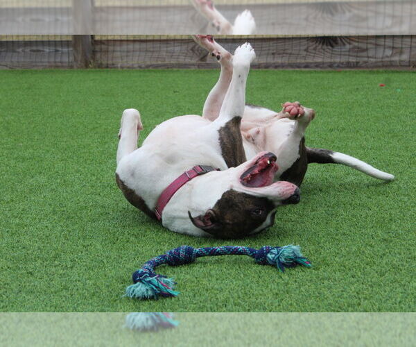 Medium Photo #3 Mutt Puppy For Sale in Chestertown, MD, USA