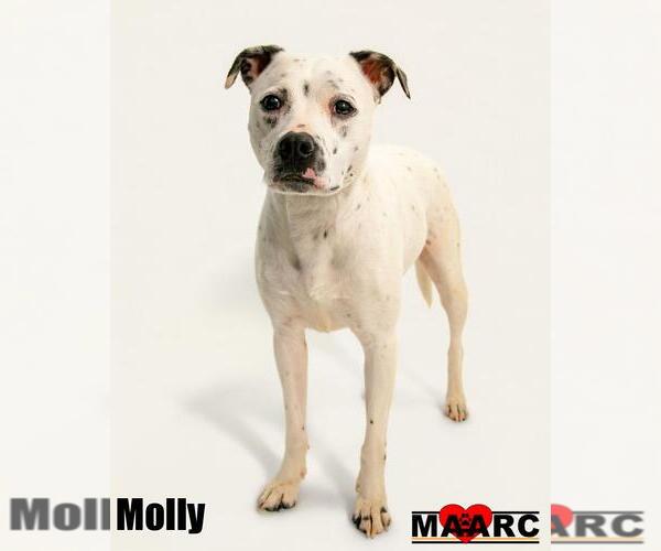 Medium Photo #3 Staffordshire Bull Terrier-Unknown Mix Puppy For Sale in Maryville, TN, USA