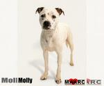 Small #2 Staffordshire Bull Terrier Mix