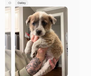 Mutt Dogs for adoption in Holly Springs, NC, USA