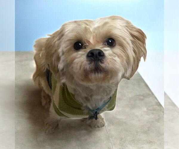 Medium Photo #2 Brussels Griffon-Poodle (Miniature) Mix Puppy For Sale in Plymouth, MN, USA