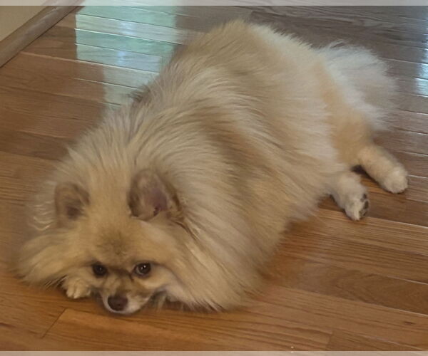 Medium Photo #6 Pomeranian Puppy For Sale in Lebanon, PA, USA
