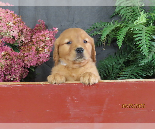 Medium Photo #6 Golden Retriever Puppy For Sale in THORP, WI, USA